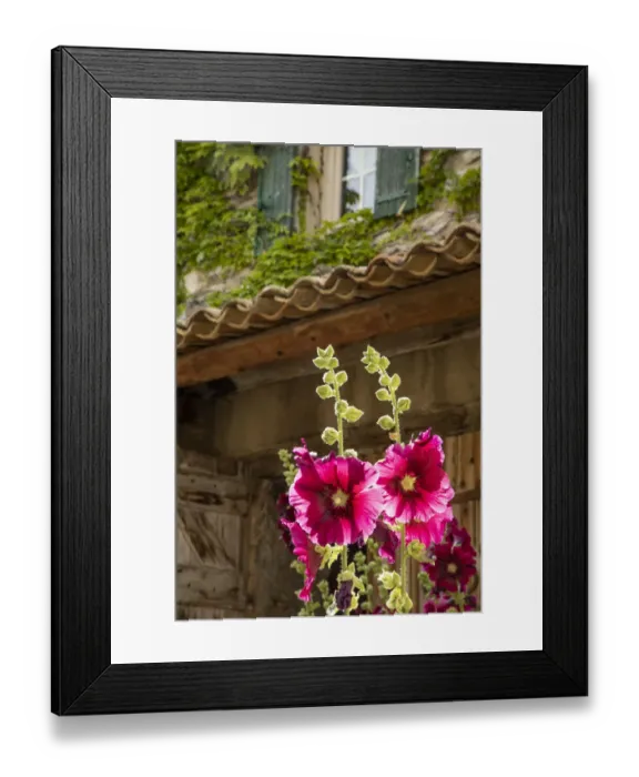 Framed Print : Hollyhocks flowers blooming in Provence region of Southern France