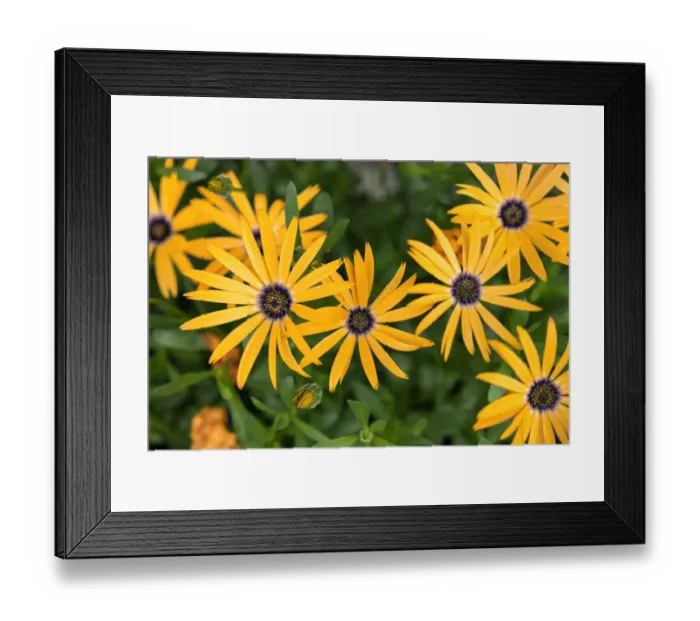 Framed Print : Orange Symphony, Osteospermum hybrid, African Daisy, USA Framed Print : Orange Symphony, Osteospermum hybrid, African Daisy, USA