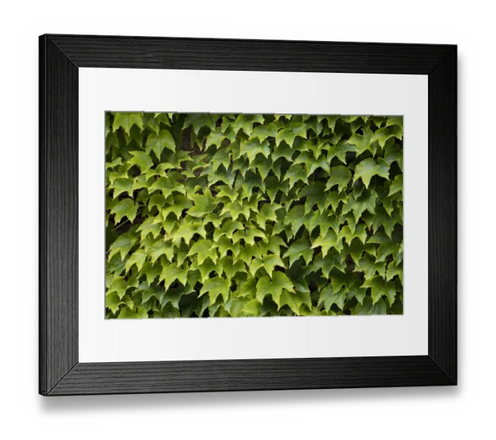 Framed Print : Natural plants and leaves growing on wall in Provence region of Southern France