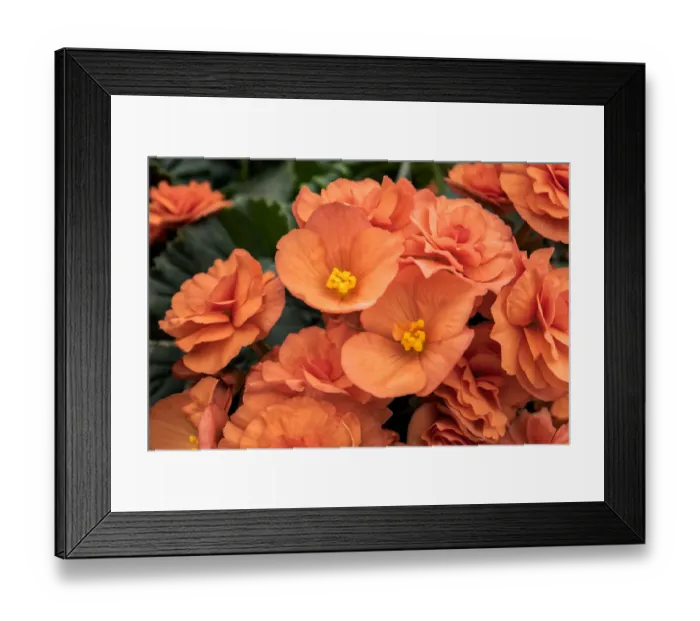 Framed Print : Orange tuberous begonia, USA Framed Print : Orange tuberous begonia, USA