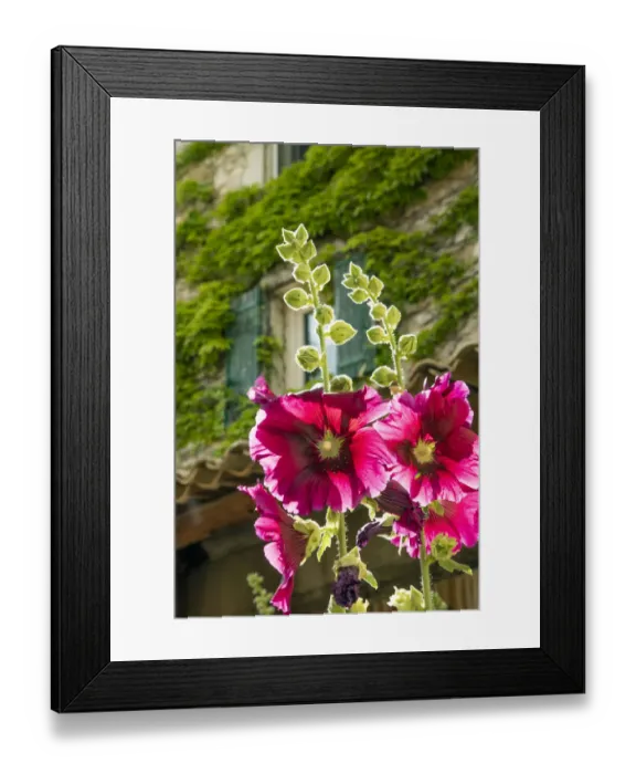 Framed Print : Hollyhocks flowers blooming in Provence region of Southern France Framed Print : Hollyhocks flowers blooming in Provence region of Southern France