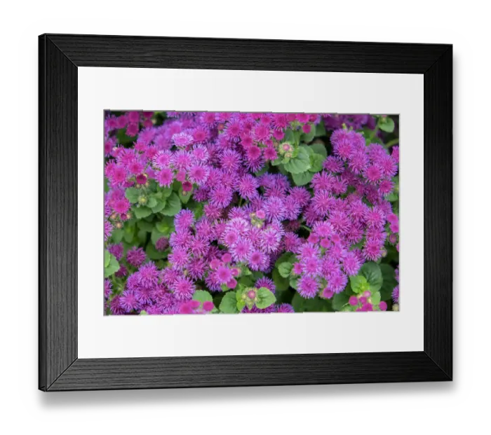 Framed Print : Pink Billygoat Weed, USA