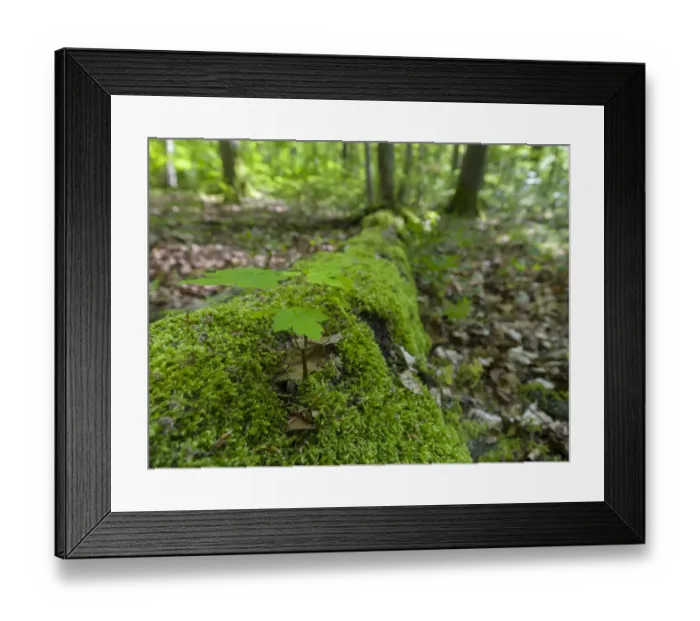 Framed Print : Seedling on deadwood. The Thuringian Forest Nature Park Framed Print : Seedling on deadwood. The Thuringian Forest Nature Park