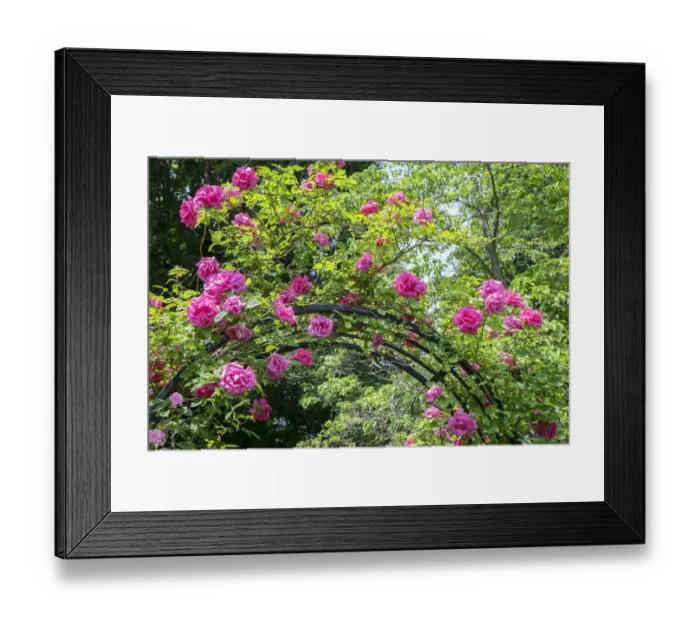Framed Print : arbor of pink roses, USA Framed Print : arbor of pink roses, USA
