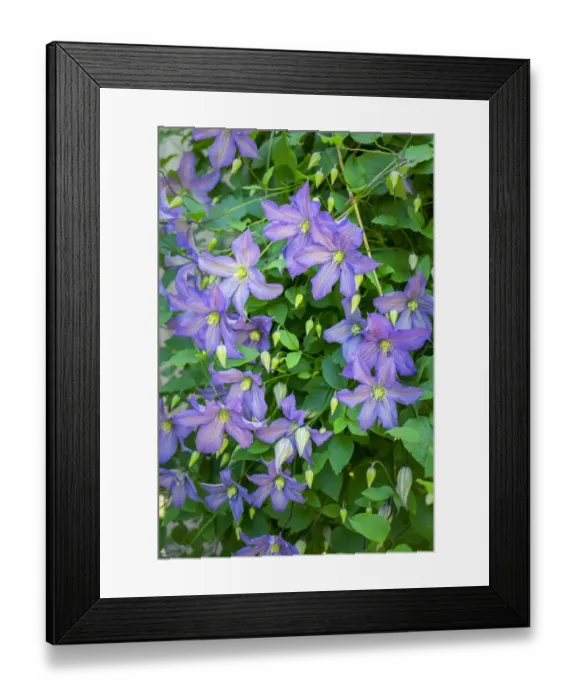 Framed Print : Purple Clematis, USA Framed Print : Purple Clematis, USA