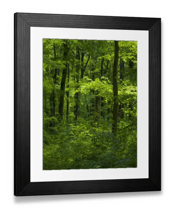 Framed Print : The woodland Hainich in Thuringia, National Park and part of the UNESCO World Heritage Framed Print : The woodland Hainich in Thuringia, National Park and part of the UNESCO World Heritage