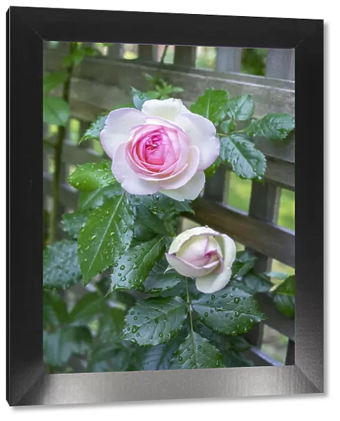 Pink Pierre de Rosard, Eden, heirloom roses, USA