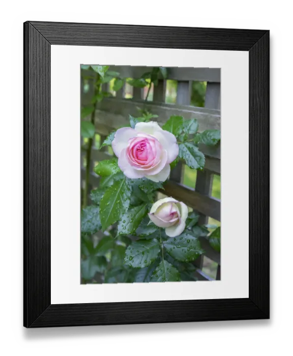 Framed Print : Pink Pierre de Rosard, Eden, heirloom roses, USA Framed Print : Pink Pierre de Rosard, Eden, heirloom roses, USA