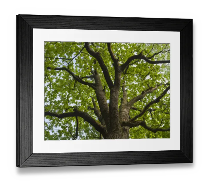 Framed Print : Giant oak. Hainich woodland in Thuringia, National Park