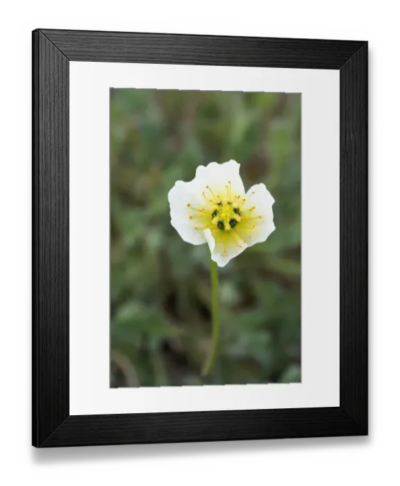 Framed Print : Arctic, Territory of Norway, Svalbard, Spitsbergen, Longyearbyen Framed Print : Arctic, Territory of Norway, Svalbard, Spitsbergen, Longyearbyen