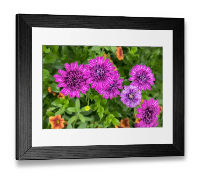 Framed Print : Pink striped zinnia, USA Framed Print : Pink striped zinnia, USA