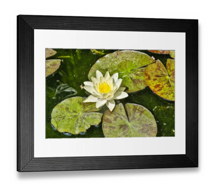 Framed Print : Spain, Barcelona. Parc Guell, lily pad Framed Print : Spain, Barcelona. Parc Guell, lily pad