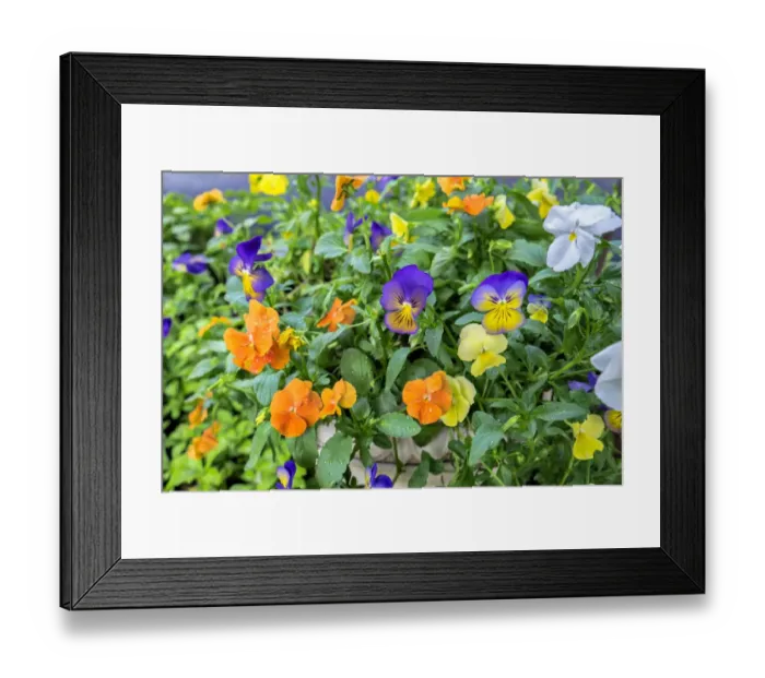 Framed Print : Pansies with morning dew, USA Framed Print : Pansies with morning dew, USA