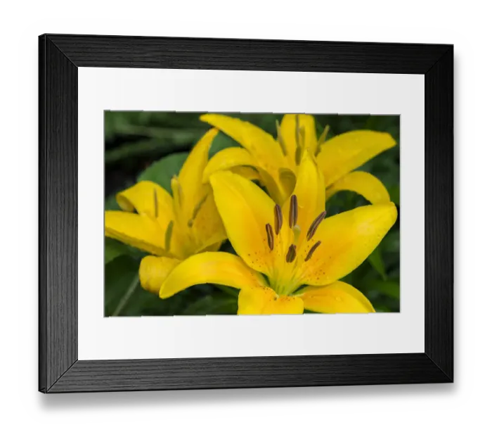 Framed Print : Yellow daylily, USA Framed Print : Yellow daylily, USA