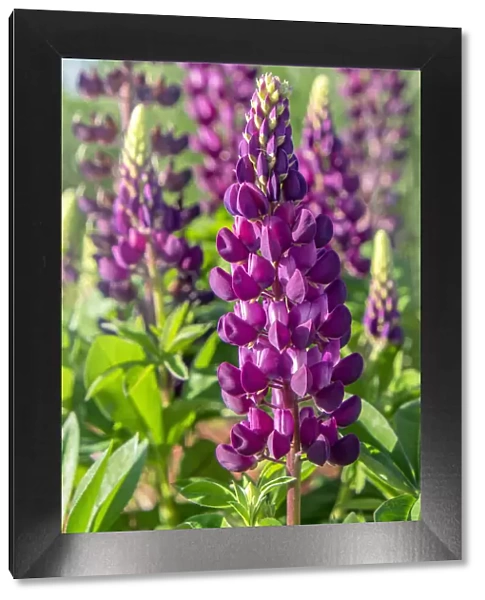 Purple Lupine, USA