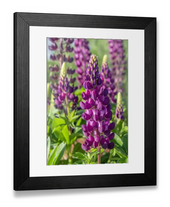 Framed Print : Purple Lupine, USA Framed Print : Purple Lupine, USA