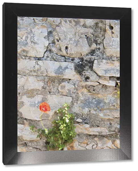 Croatia, Hvar, Vrboska. Poppy grows in stone wall