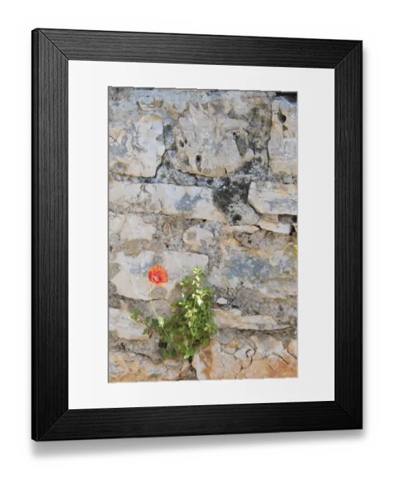Framed Print : Croatia, Hvar, Vrboska. Poppy grows in stone wall Framed Print : Croatia, Hvar, Vrboska. Poppy grows in stone wall