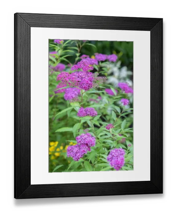 Framed Print : Pink spirea bush, USA