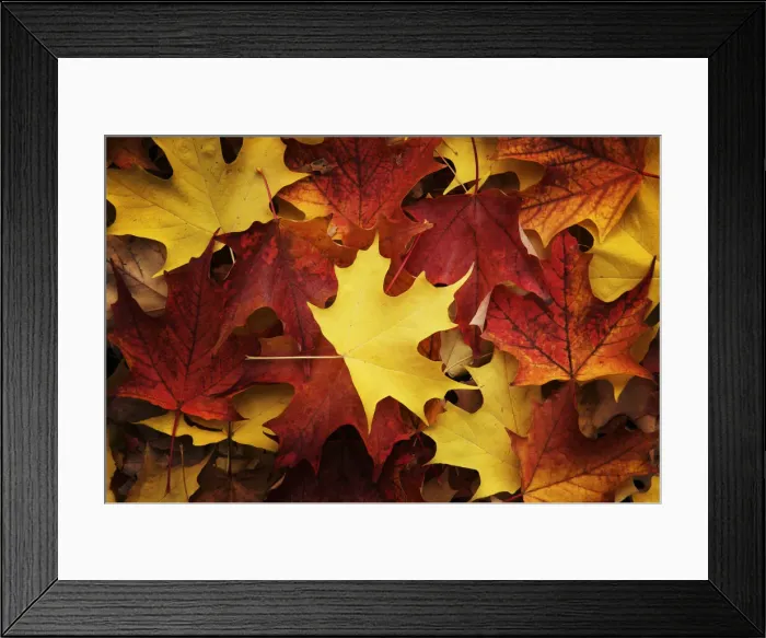 Framed Print : Red, Orange and yellow maples leaves in Autumn Framed Print : Red, Orange and yellow maples leaves in Autumn