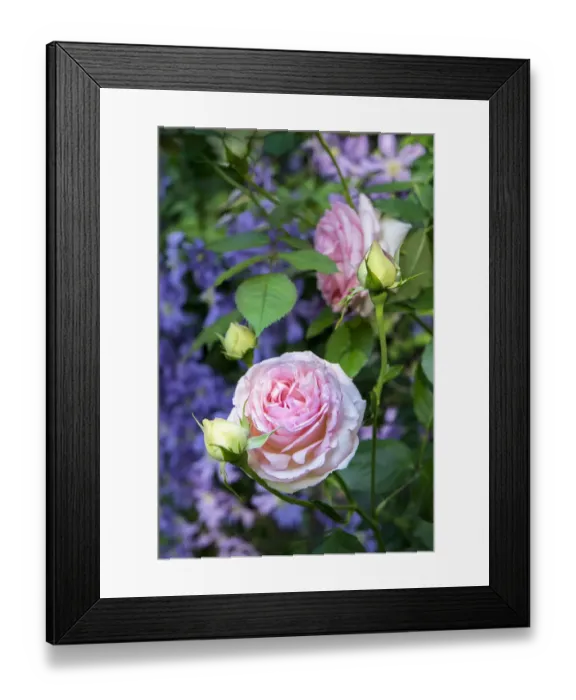 Framed Print : Pink Pierre de Rosard, Eden, heirloom roses, USA Framed Print : Pink Pierre de Rosard, Eden, heirloom roses, USA