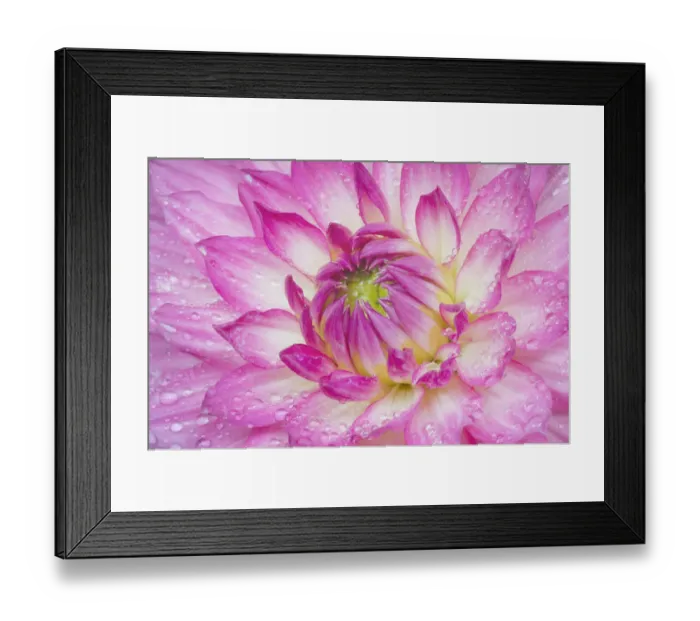 Framed Print : Dahlia Framed Print : Dahlia