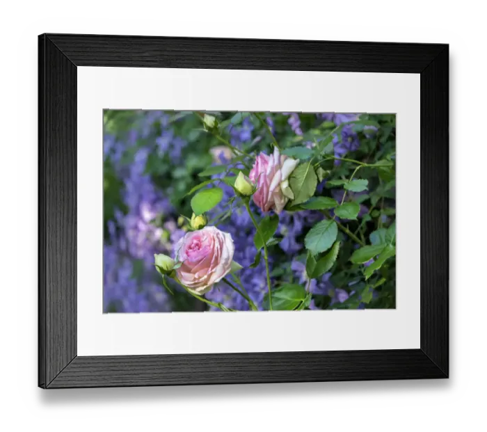 Framed Print : Pink Pierre de Rosard, Eden, heirloom roses, USA Framed Print : Pink Pierre de Rosard, Eden, heirloom roses, USA