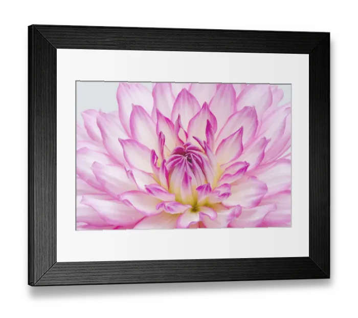 Framed Print : Dahlia
