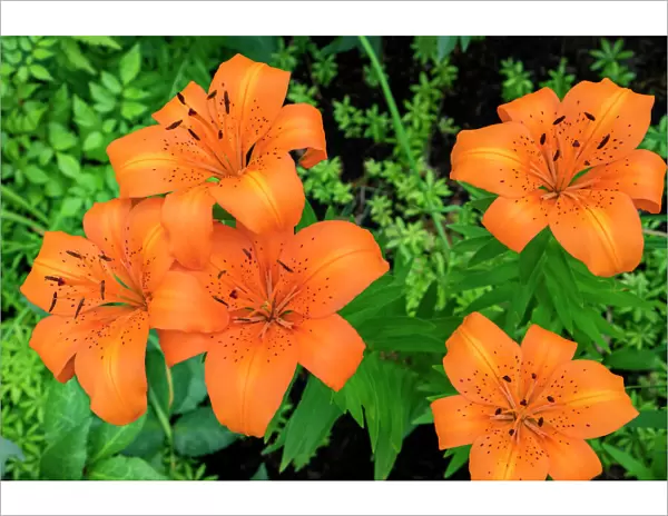 Orange tiger lily, USA