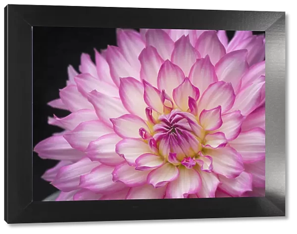White and pink dahlia on black background