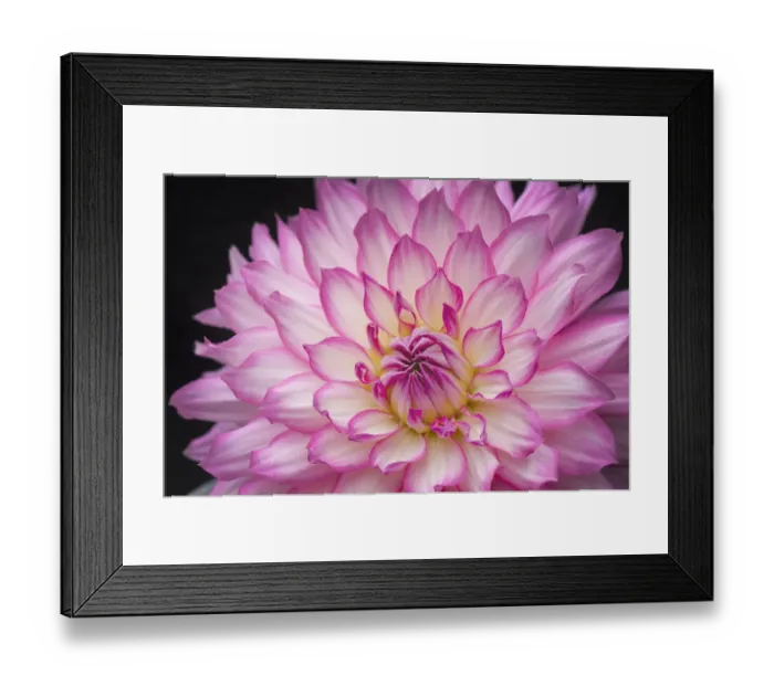 Framed Print : White and pink dahlia on black background Framed Print : White and pink dahlia on black background