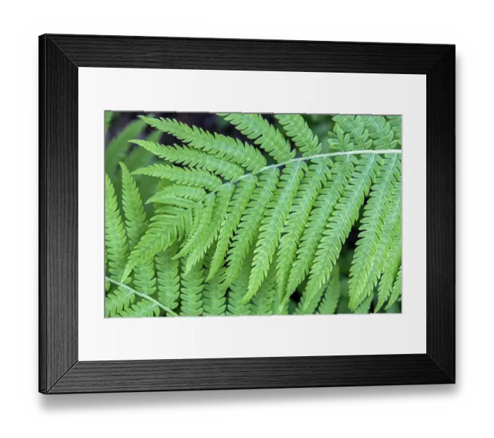 Framed Print : Fern, USA