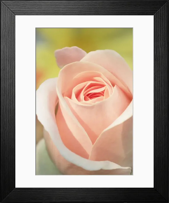 Framed Print : Pink Rose Framed Print : Pink Rose