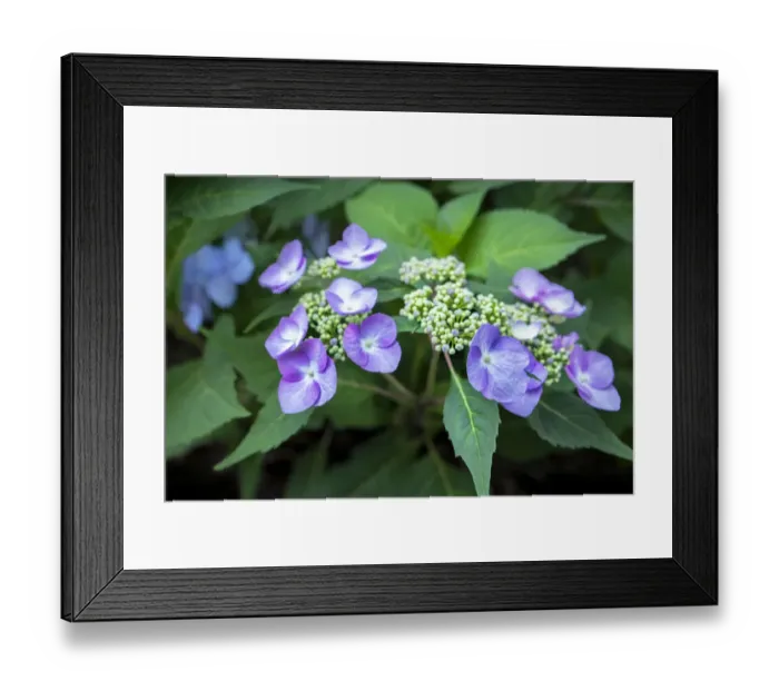 Framed Print : Blue lacecap hydrangea, USA Framed Print : Blue lacecap hydrangea, USA