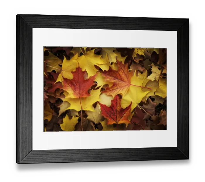 Framed Print : Red, Orange and yellow maples leaves in Autumn Framed Print : Red, Orange and yellow maples leaves in Autumn