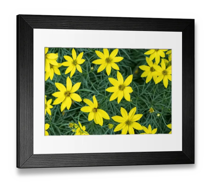 Framed Print : Coreopsis, USA Framed Print : Coreopsis, USA