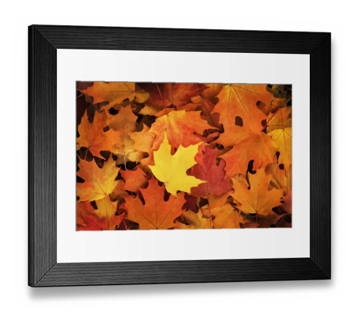 Framed Print : Red, Orange and yellow maples leaves in Autumn