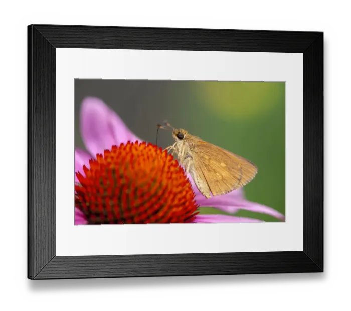 Framed Print : Purple coneflower, USA Framed Print : Purple coneflower, USA