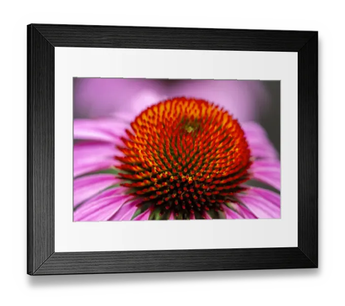 Framed Print : Purple coneflower, USA Framed Print : Purple coneflower, USA
