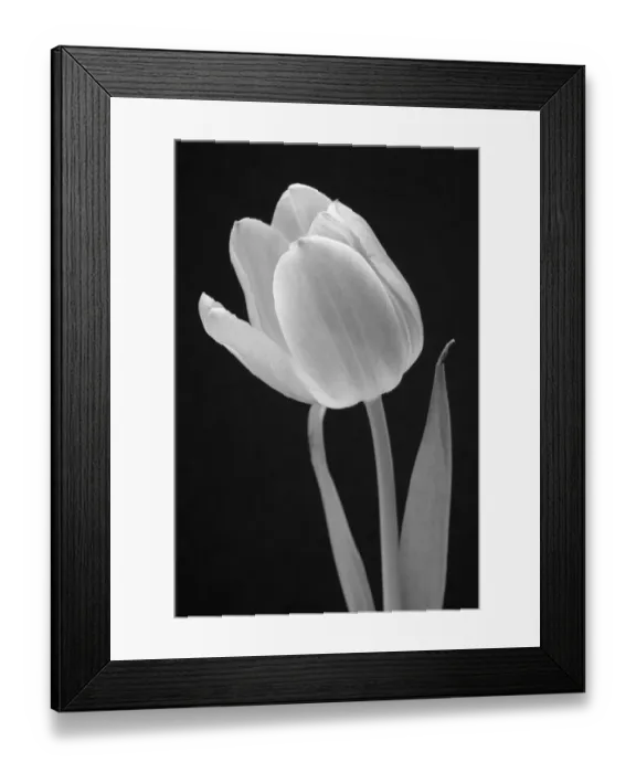 Framed Print : Tulip