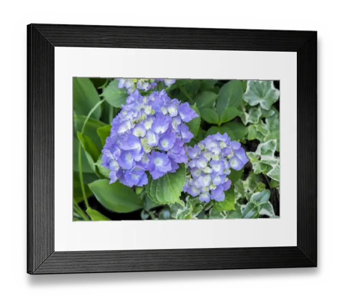 Framed Print : Purple Mophead hydrangea, USA Framed Print : Purple Mophead hydrangea, USA