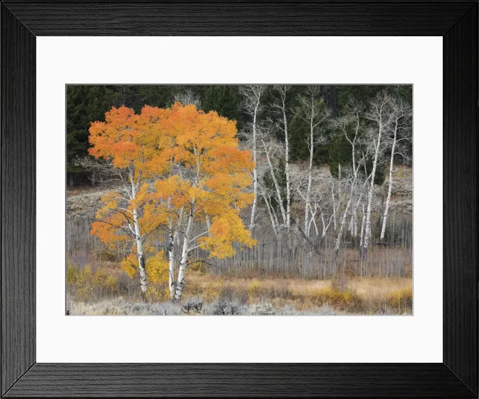 Framed Print : Late Autumn Aspens Framed Print : Late Autumn Aspens