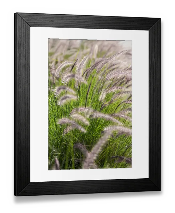 Framed Print : Crimson Fountain Grass, USA