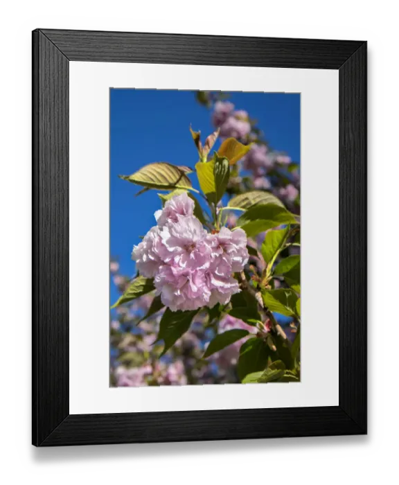 Framed Print : Pink cherry tree blossoms, USA