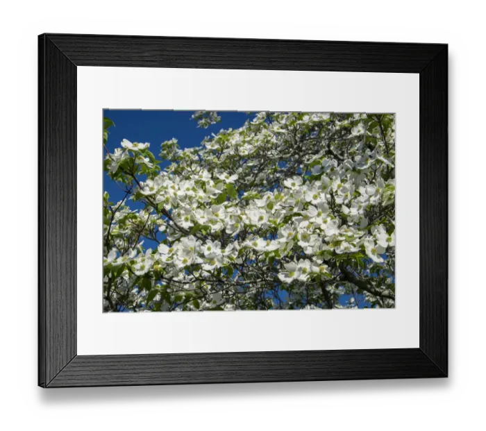 Framed Print : White dogwood tree, USA Framed Print : White dogwood tree, USA