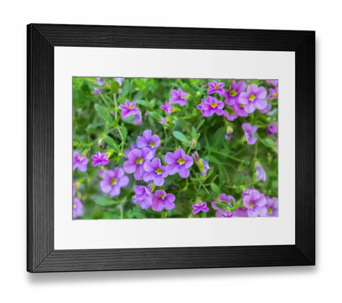 Framed Print : Calibrachoa, Million Bells, USA Framed Print : Calibrachoa, Million Bells, USA