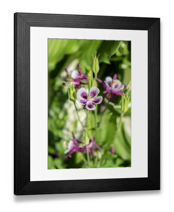 Framed Print : Purple and white Columbine, USA Framed Print : Purple and white Columbine, USA