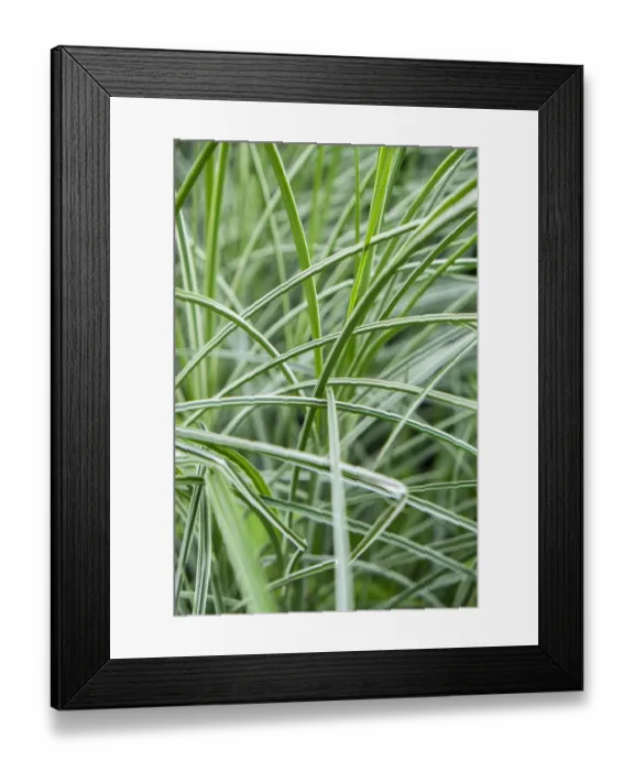 Framed Print : Variegated ornamental grass, USA