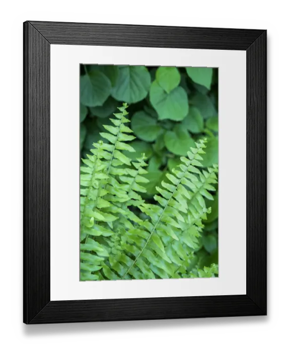 Framed Print : Boston fern, USA Framed Print : Boston fern, USA