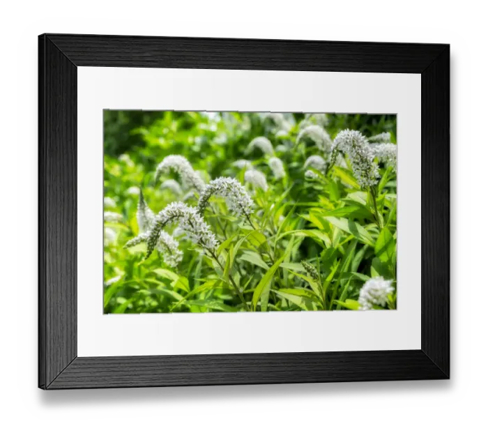 Framed Print : Gooseneck yellow loosestrife, USA Framed Print : Gooseneck yellow loosestrife, USA